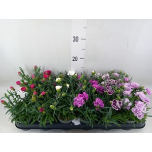 Dianthus   ...mix