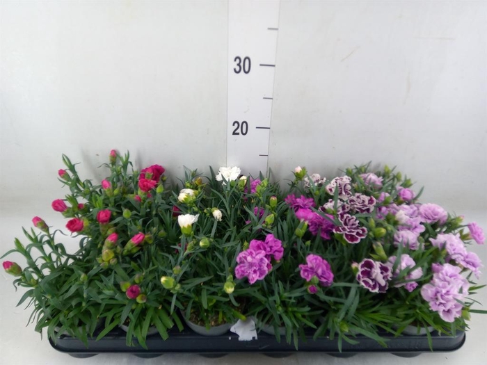 <h4>Dianthus   ...mix</h4>