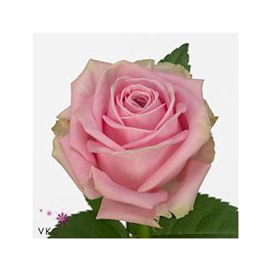 Rosa large heidi