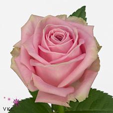 <h4>Rosa large heidi</h4>