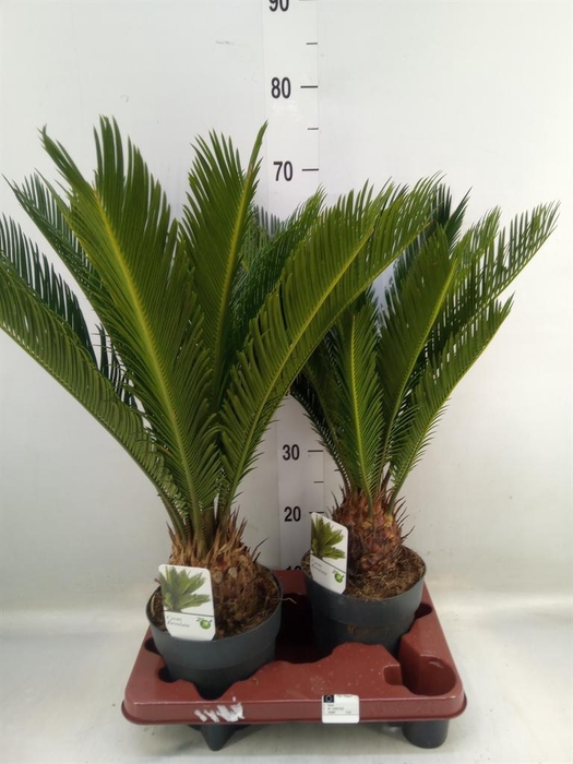 <h4>Cycas revoluta</h4>