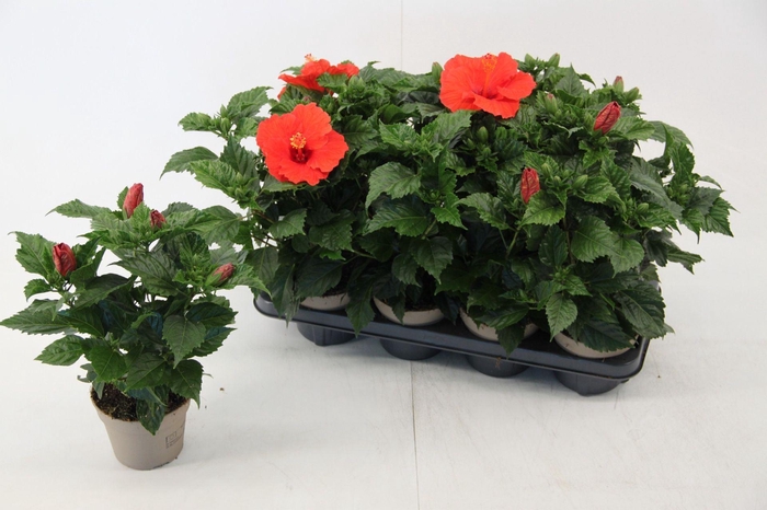 <h4>Hibiscus rosa. Sunny Bordeaux</h4>