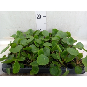 Pilea peperomoides