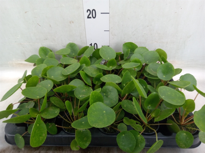 <h4>Pilea peperomoides</h4>