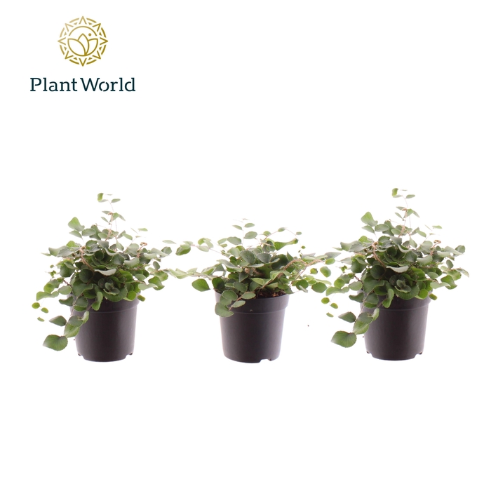<h4>Pellaea rotundifolia 7 cm</h4>