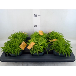 Planten Groen   ...L%