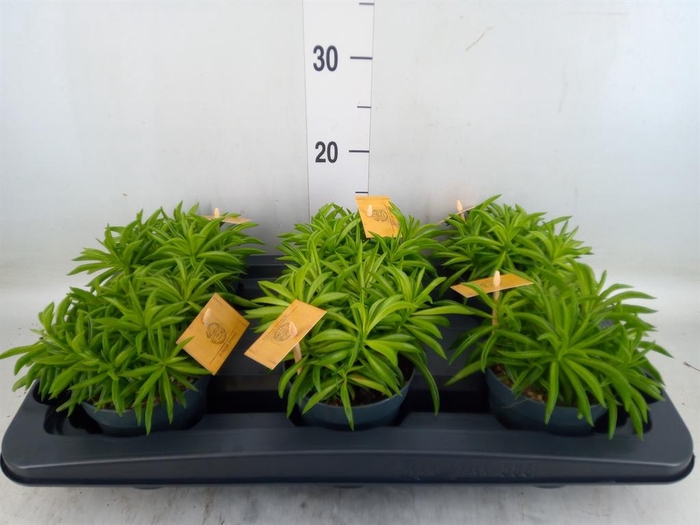 <h4>Planten Groen   ...L%</h4>