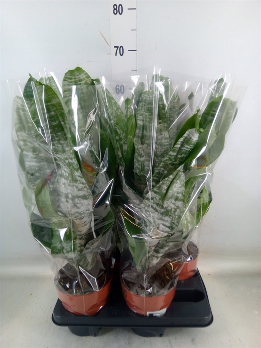 <h4>Aechmea fasciata 'Primera'</h4>
