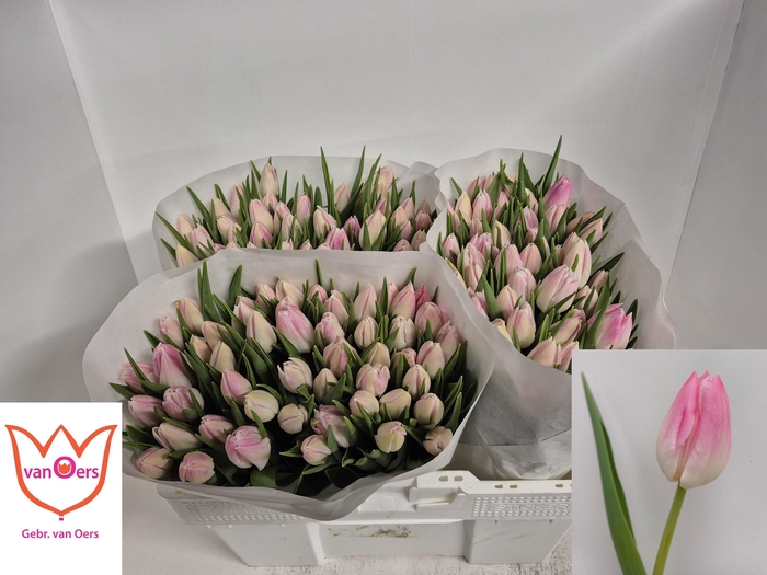 <h4>TU EN FIRST CLASS</h4>