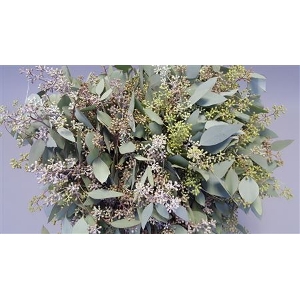 EUC. POPULUS BES 300 GR