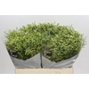 Limonium sinensis China Lemon