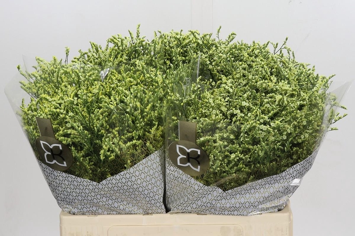 <h4>Limonium China Lemon</h4>