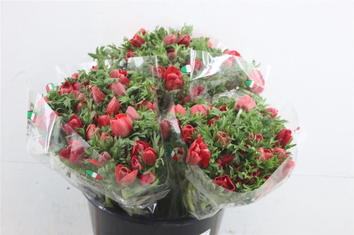 <h4>Anem Ex Red</h4>