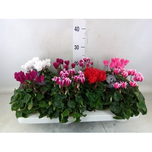 Cyclamen KL   ...patio