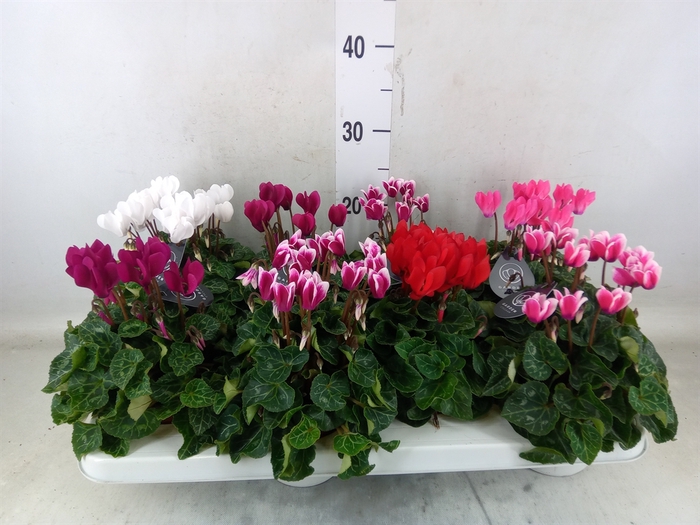 <h4>Cyclamen KL   ...patio</h4>