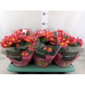 Begonia elat. HL 'Valentino Pink'