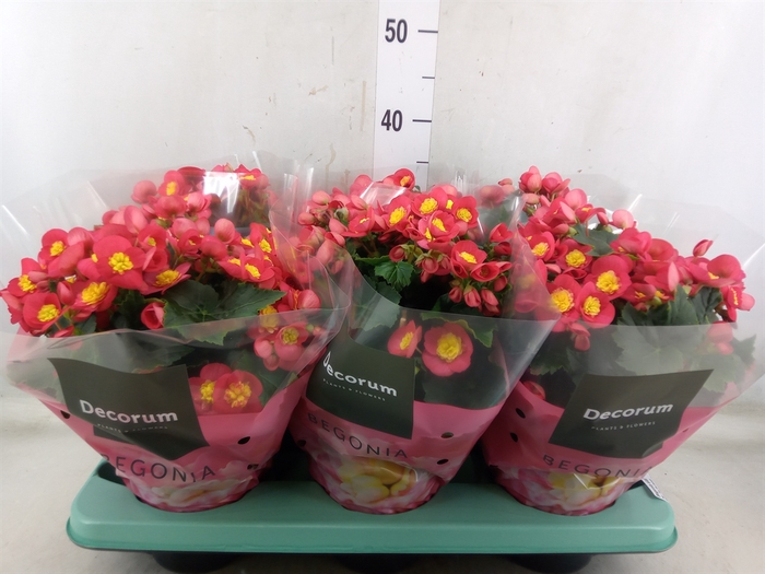 <h4>Begonia elat. HL 'Valentino Pink'</h4>
