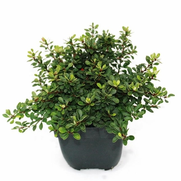 <h4>Berberis thunbergii 'Kobold' P17</h4>