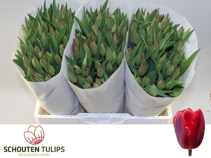 <h4>TU EN RED GOLD</h4>