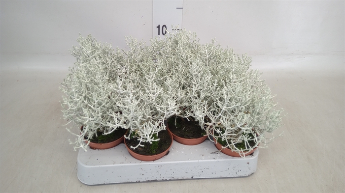 <h4>Leucophyta brownii</h4>