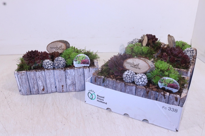 <h4>ARR SEMPERVIVUM</h4>