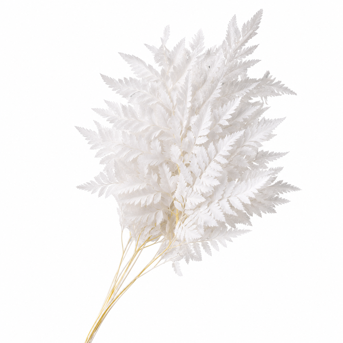 <h4>Dried Bleached Leatherleaf</h4>