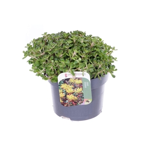 Sedum oreganum