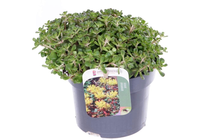 <h4>Sedum oreganum</h4>