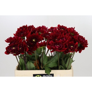 Dahlia Red Runner