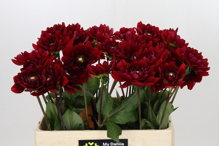 <h4>Dahlia Red Runner</h4>