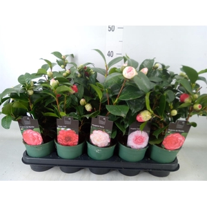 Camellia japonica