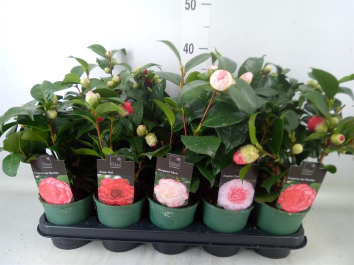 <h4>Camellia japonica</h4>