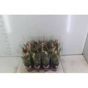 ANTHURIUM LILLI P09 PREMIUM