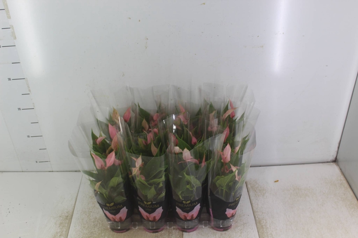 <h4>ANTHURIUM LILLI P09 PREMIUM</h4>