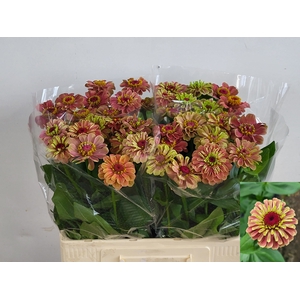 ZINNIA Q RED LIME