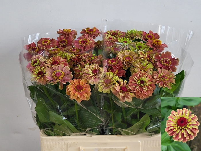 ZINNIA Q RED LIME