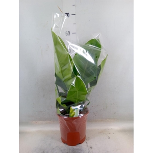 Philodendron  'Imperial Green'