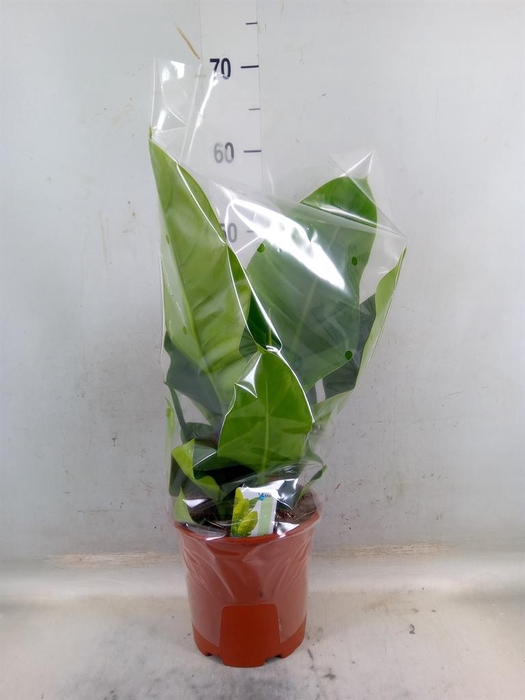 <h4>Philodendron  'Imperial Green'</h4>