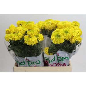 Tagetes Marigold Promise Yellow