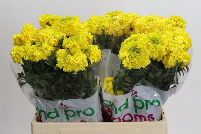 <h4>Tagetes Marigold Promise Yellow</h4>