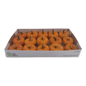 Cucurbita