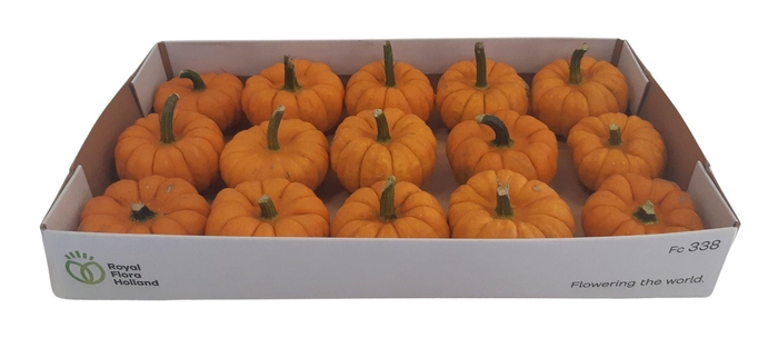 <h4>Cucurbita</h4>
