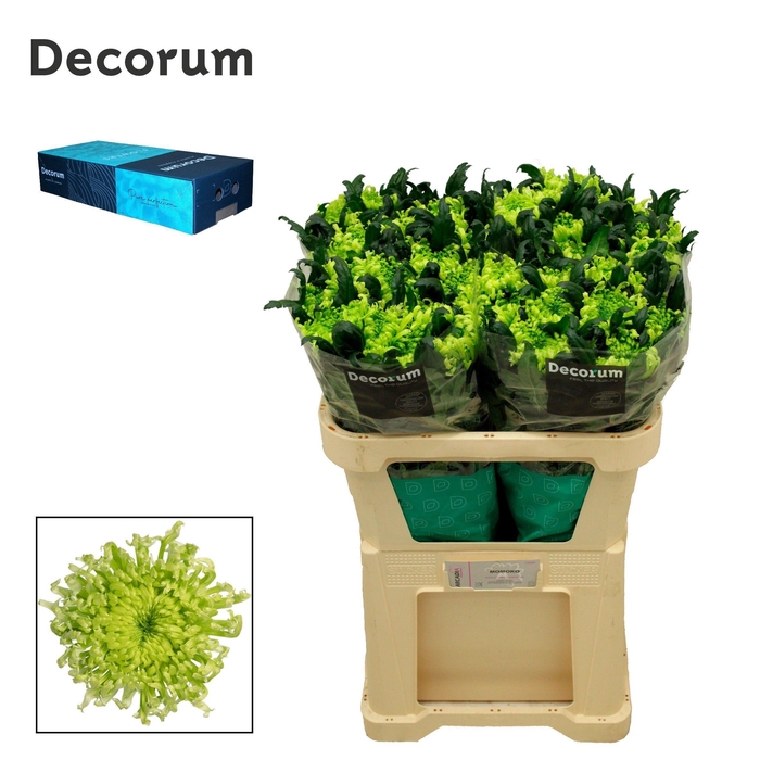 <h4>Chr G Antenna</h4>