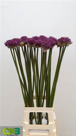 <h4>Allium Dark Knight 85cm Ex</h4>