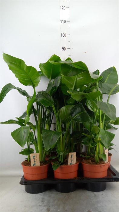 <h4>Strelitzia nicolai</h4>