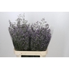 Limonium Maine Blue