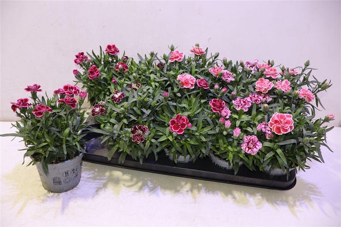 <h4>Dian Osc Gem</h4>