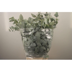 Euc Cinerea Per Bunch 300 Gram Super