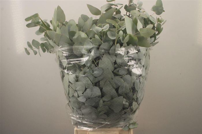 <h4>Euc Cinerea Per Bunch 300 Gram Super</h4>