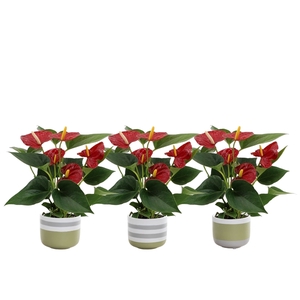 Anthurium Diamond Red in Alice ceramics